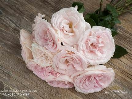 Cash & Carry - All groups Rococo Garden, Taste Of Cherry, David Austin Wedding, Flower Library, Parfum Collection, Library Of Flowers, Scent Garden, Wedding Roses, Fragrant Garden