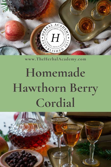 This delightful Hawthorn Berry Cordial calls for brandy, but you can use vodka, rum, or even whisky when creating homemade cordials. Hawthorn Berry Recipes, Homemade Cordial, Witchy Herbs, Herbal Drink, Cordial Recipe, Herbal Academy, Kitchen Witch Recipes, Mcintosh Apples, Berry Recipes