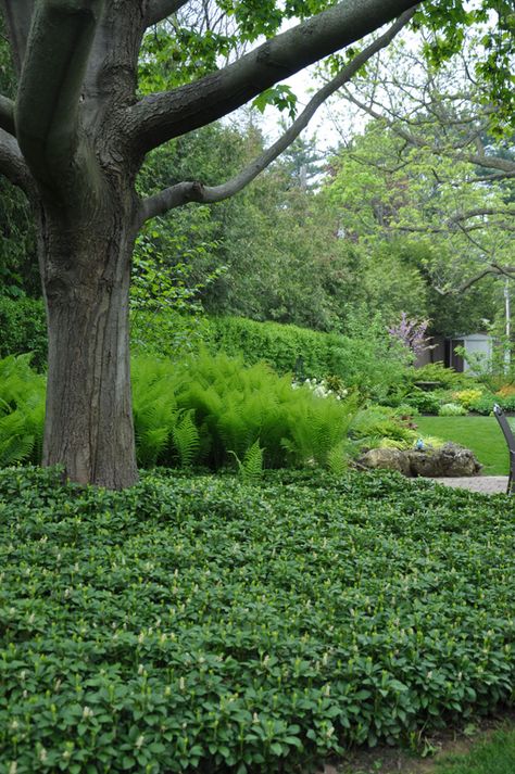 Three Dogs in a Garden: Applying the Principle of Planting Multiples in a Suburban Garden Mass Planting Landscape Design, Palm Springs Garden, Suburban Garden, Memorial Gardens, Townhouse Garden, Lawn Alternatives, Ferns Garden, Invasive Plants, Border Plants