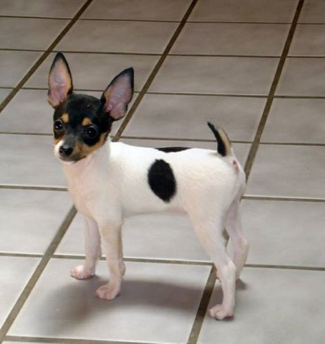 Toy fox terrier aka my future child Toy Fox Terrier Puppies, Rat Terrier Puppies, Fox Terrier Puppy, Rat Terrier Dogs, Toy Fox Terriers, Welsh Terrier, Rat Terrier, Fox Terriers, Rat Terriers