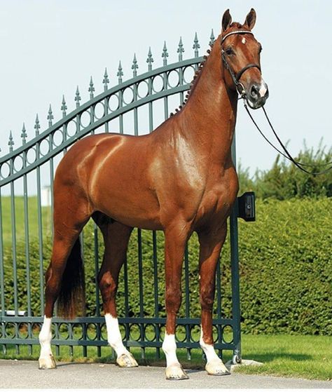 Stunning chestnut! Dutch Warmblood, Warmblood Horses, Sole Survivor, Majestic Horses, Hanoverian, Dressage Horses, Chestnut Horse, Majestic Horse, Horse Drawing