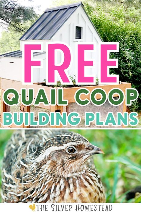 FREE Coturnix Quail Coop Building Plans with image of white cottage style quail coop and pharaoh colored hen Quail Coop Plans, Quail Enclosure, Quail Care, Quail Hutch, Quail Chicks, Quail Raising, Quail Pen, Quail House, Cold Frame Plans