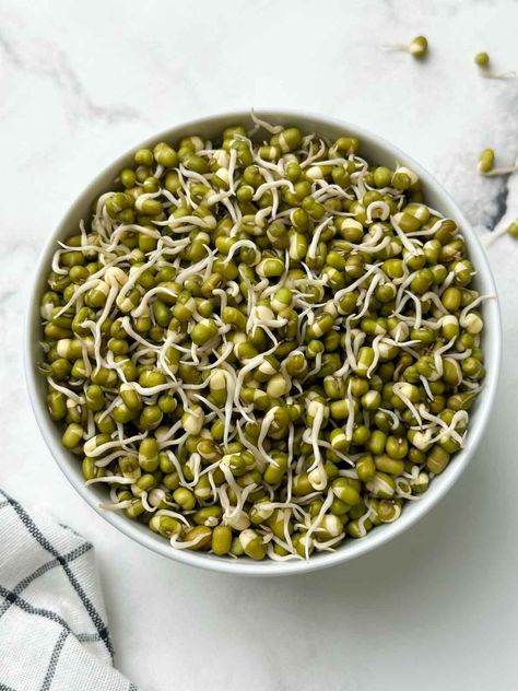 sprouted moong beans in a bowl How To Sprout Beans, Sprouted Beans, Curry Leaf Plant, Microgreens Recipe, Indian Diet, Types Of Beans, Salad Spinner, Veggie Delight, Cooking 101