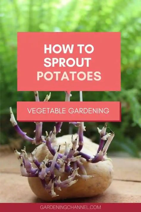 Do potatoes sprout faster in the dark? - Gardening Channel Sprouting Potatoes, Potato Towers, Potato Barrel, Potatoes In Containers, Potatoes Growing, Growing Peanuts, Easy Garden Beds, Potatoes And Sweet Potatoes, Container Potatoes