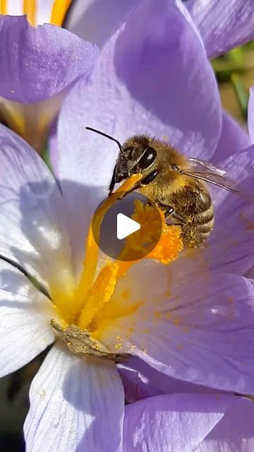 March 8, Save The Bees, Ecology, Purple Flowers, Habitat, Bee, Purple, Plants, Flowers