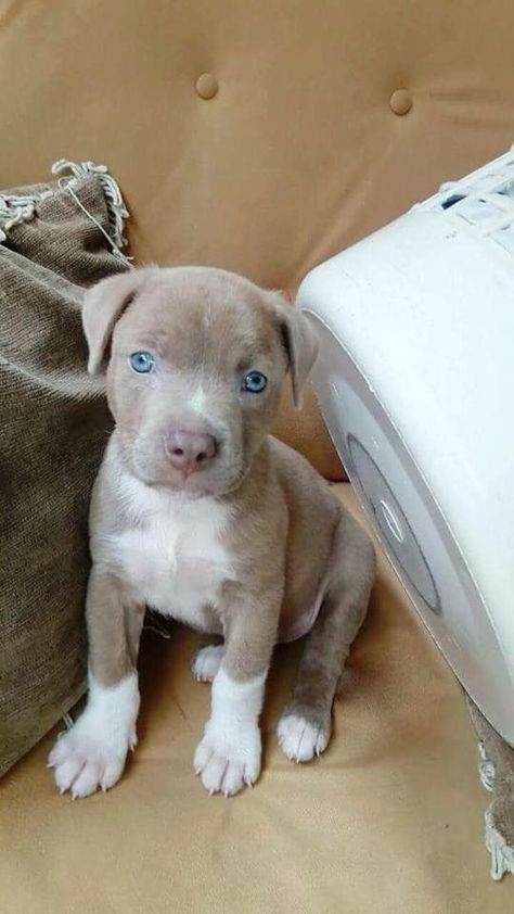 35 Pictures That Will Restore Your Faith In Pit Bull Terriers – Page 5 – The Paws Pitbull Dog Puppy, Pitbull Dog Breed, Pit Bull Puppies, Dog Mommy, Super Cute Puppies, Cute Little Puppies, Pitbull Puppies, Cute Dogs And Puppies