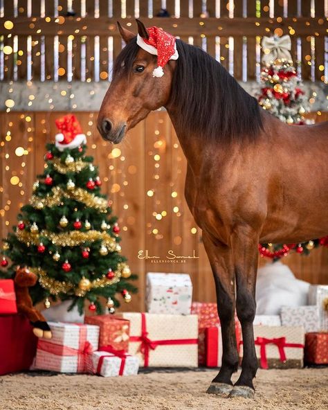 Horse Show Mom, Pictures With Horses, Beautiful Horse Pictures, Christmas Horses, Christmas Scenery, Christmas Shoot, Christmas Phone Wallpaper, Horse Portrait, All The Pretty Horses