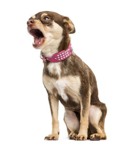 Dogs Barking, Dog Training Barking, Puppy Barking, Dog Bark, Stop Dog Barking, Barking Dog, Angry Dog, Dog Tips, Chihuahua Love