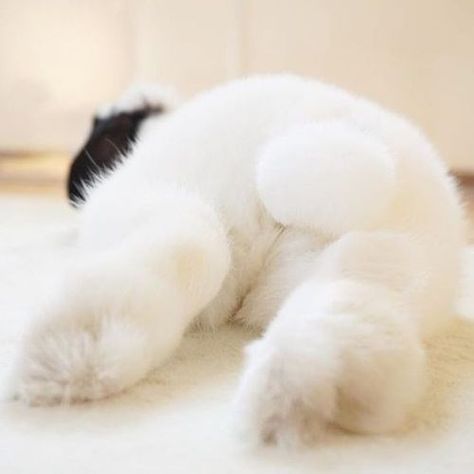 Bunnies Pictures, Sleeping Bunny, Funny Rabbit, Fluffy Bunny, House Rabbit, Bunny Pictures, Bunny Lovers, Bunny Rabbits