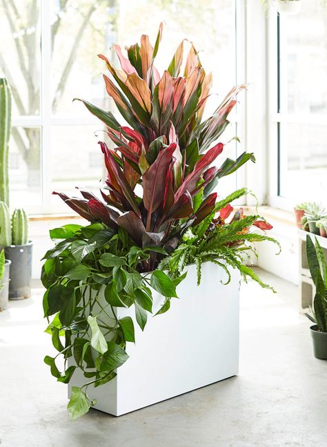 Snake Plant Arrangement Outdoor, Fern Arrangements Planters, Fern With Flowers In Pot, Rectangular Planters Indoor, Snake Plant Rectangular Planter, Rectangle Basket, Planter Plants, Entryway Inspo, Pencil Cactus