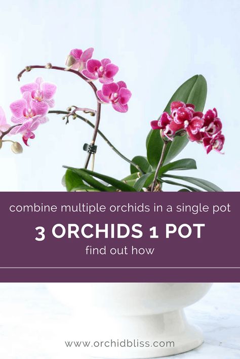 Orchid Soil, Orchid Potting Mix, Repotting Orchids, Indoor Orchids, Orchid Pots, Orchid Plant Care, Blooming Orchid, Orchid Roots, Orchid Leaves