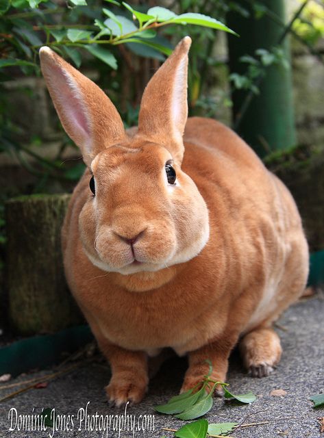 red rex rabbit Mini Rex Rabbit, Rabbit Breeds, Velveteen Rabbit, Lovely Photo, Bunny Pictures, Rex Rabbit, Bunny Rabbits, Pet Rabbit, Animal Photo