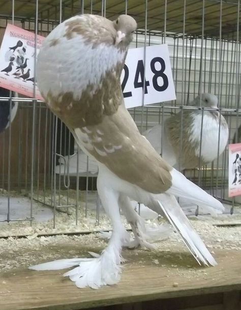 Yellow (color) English Pouter Pouter Pigeon, Fantail Pigeon, Fancy Pigeons, Racing Pigeon Lofts, Pet Pigeon, Le Pigeon, Pigeon Pictures, Pigeon Loft, Pigeon Breeds