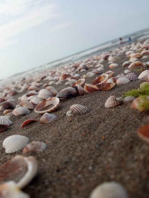 Shell sea Iran Style, North Of Iran, Iran Culture, Iran, The Sea, Quick Saves, Nature