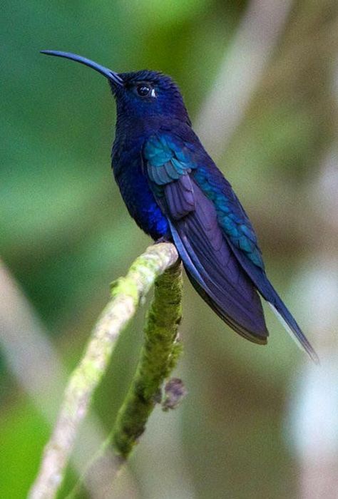 Violet Sabrewing, Hummingbird Pictures, Most Beautiful Birds, Airbrush Art, Nature Birds, Bird Pictures, Exotic Birds, Pretty Birds, Bird Photo