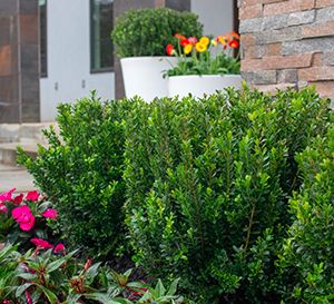 Baby Jade™ Boxwood - Southern Living Plants Boxwood Shrubs, Japanese Boxwood, Coastal Virginia, Cypress Mulch, Box Wood Shrub, Low Maintenance Shrubs, Southern Living Plants, American Garden, Minimalist Garden