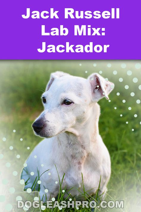 Jack Russell Lab Mix: Jackador Complete Guide Lab Mix Puppies, Black Lab Mix, Jack Russell Mix, Jack Russell Terrier Mix, Dog Dna Test, Wireless Dog Fence, Dog Essentials, Terrier Mix Dogs, Jack Russel