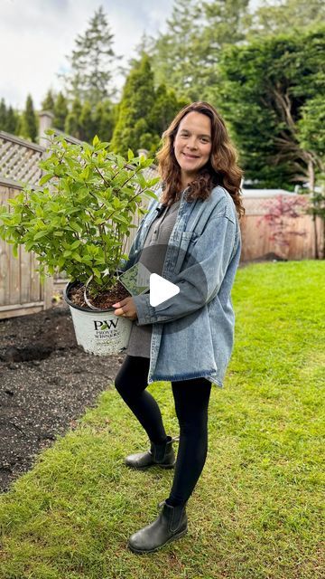 Laura Lombardi | Weekend Gardener on Instagram: "Now that I have a backyard fence to protect from roaming deer, bring on all the hydrangeas!! 🌸🙌🎉

I’m so excited about this new hedge I just planted and am already impatiently staring at them every morning waiting to see some action 😆

There are SO many different options when it comes to hydrangeas for your garden. 👩‍🌾

I know they have a reputation of being “shade plants” but there’s actually a variety for almost any type of sun you get on your property!

One mistake I see beginner gardeners making all the time is assuming that all hydrangeas can be treated equally. 🌸

Not the case! ⚠️

Some varieties actually need more sun to bloom, while others prefer more shade. ☀️

Here’s a quick list for you to refer back to when choosing the ty One Mistake, Backyard Fence, Laura Lombardi, Ruby Slippers, Diy Gardening, Beautiful Flowers Garden, Backyard Fences, Garden Tips, Gorgeous Gardens