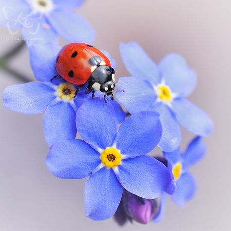 A Ladybug, Beautiful Bugs, Bugs And Insects, Birds Tattoo, A Lady, Lady Bug, 5d Diamond Painting, 그림 그리기, Beautiful Creatures