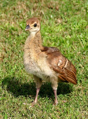 baby peacock Baby Peacock, Peacock Pheasant, Cute Peacock, Peacock Baby, Peacock And Peahen, Bird Watcher, Pet Life, Pretty Birds, Colorful Birds