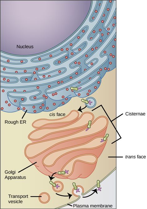 Vet Anatomy, Endomembrane System, Golgi Apparatus, Science Cells, Cell Organelles, Eukaryotic Cell, Plasma Membrane, Secondary Science, Animal Cell