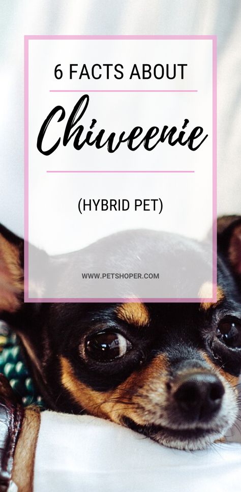 Chiweenie Puppies, Chihuahua Quotes, Chiweenie Dogs, Chihuahua Facts, Small Sized Dogs, Pet Tips, Food Homemade, Teacup Chihuahua, Dachshund Mix