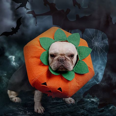 Get your pet as a part of your great halloween. Pumpkin Halloween Costume, Dog Pumpkin, Pumpkin Costume, Cat Tunnel, Cosplay Accessories, Band Design, Dog Costume, Dog Wear, Halloween Animals