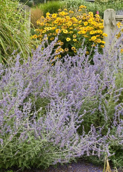 Russian Sage (Perovskia atriplicifolia) Full Sun Landscaping, April Gardening, Rose Companion Plants, Common Garden Plants, Russian Sage, Garden Prepping, Sage Garden, Hgtv Garden, Full Sun Perennials