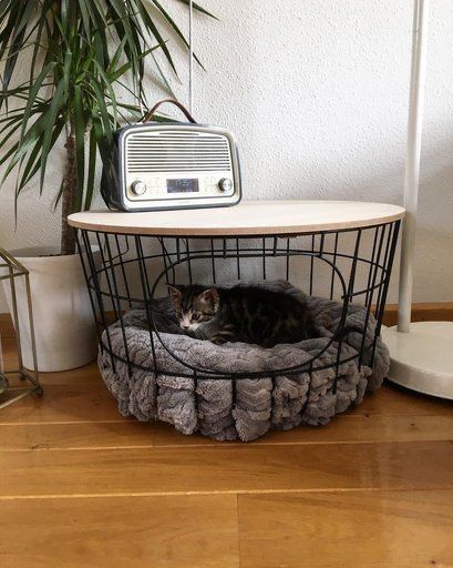 Cool Cat Beds, Katt Diy, Katt Grejer, Wallpaper Macbook, Cat House Diy, Cat Room, Cat Diy, Cat Care, Pet Furniture