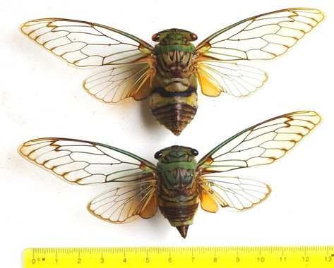 Cicada Art, Cicada Tattoo, Metal Horse Sculptures, Insect Tattoo, Bug Tattoo, Theme Tattoo, Cool Bugs, Beautiful Bugs, Creepy Crawlies