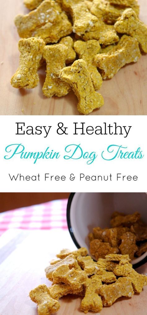 Healthy Pet Treats Easy homemade dog treats with pumpkin Homemade Pumpkin Dog Treats, Healthy Pet Treats, Homemade Dog Cookies, Dogs Treats, Animal Treats, Dog Treats Homemade Easy, Dog Biscuit, Dog Biscuit Recipes, Easy Dog Treats