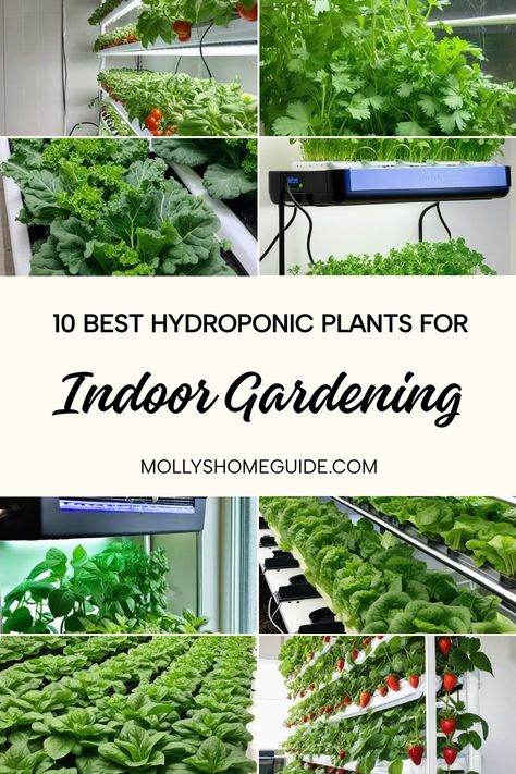 Discover the world of hydroponic gardening with the best hydroponic plants for indoor spaces. Embrace zero-maintenance gardening with these indoor plants that can grow in water. Whether you're a beginner or looking to expand your hydroponic haven, explore the wonders of no-soil gardening with easy-to-use hydroponic systems. Elevate your indoor space with vertical indoor gardening using organic liquid fertilizers and homemade plant food. Grow delicious hydroponic strawberries and crunchy hydropon Hydroponic Gardening Indoor, Hydroponic Gardening For Beginners, Inside Gardening, Homemade Plant Food, Hydroponic Strawberries, Hydroponic Herb Garden, Organic Liquid Fertilizer, Indoor Aquaponics, Hydroponic Systems