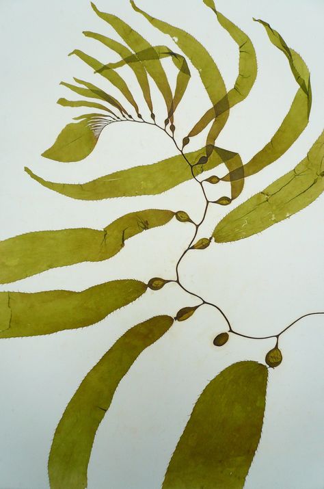 Seaweed pressings —   Sea Horse Studio Beautiful Plants, Sea Horse, Eco Printing, Delicate Details, Ocean Art, Abstract Floral, Natural World, Watercolor Paper, Nature Art