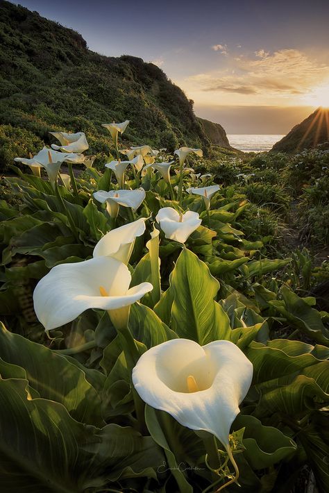 Big Sur California, Calla Lilies, Nature Landscape, Best Photographers, Big Sur, Flowers Nature, Calla Lily, Beautiful Images, Fine Art America