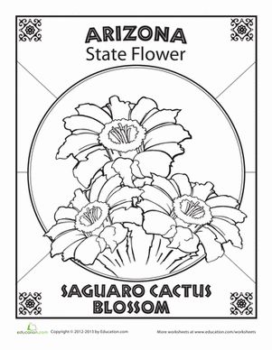 Take a whiff of Arizona's state flower, the saguaro cactus blossom! Color in this unusual flower and decide whether you think it grows in the city or desert. Arizona State Tattoo Ideas, Arizona State Flower Tattoo, Arizona Symbols, State Flower Tattoo, Flower Worksheet, Arizona State Flower, Saguaro Cactus Blossom, Desert Habitat, State Project