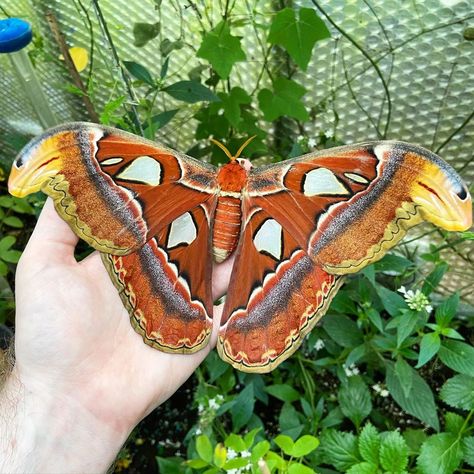 Atlas Moth Tattoo, Moth Cosplay, Moth Pictures, Moth Fashion, Moth Sculpture, Fluffy Moths, Cool Moths, Flower Bfb, Insect Reference