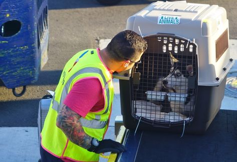 For human travelers, the logistics of traveling from A to B can make for a stressful situation. This is even more true when the trip includes pets, who ar Flying With Pets, Pet Taxi, Dog Poems, Pet Transport, Dog Sounds, Cat Proofing, Pet Crate, Stressful Situations, Pet Rabbit