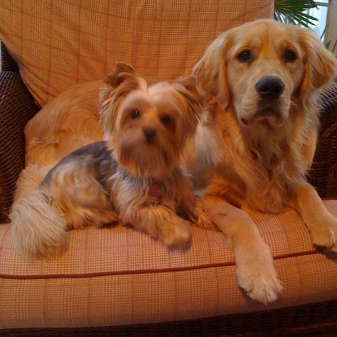 Golden and yorkie Golden Retriever And Yorkie, Puppy Dogs, Reference Images, Van Life, Yorkie, Puppy Love, Martini, Dogs And Puppies, Golden Retriever