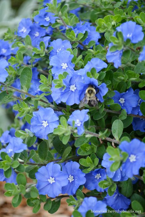 Blue Daze Evolvulus, Evolvulus Blue Daze, Blue Daze Flowers, Blue Daze Plant, Homestead Garden Layout, Blue Geranium, Fall Flowers Garden, Flower Garden Plans, Blue Plants