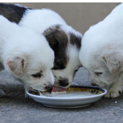 Weaning Puppies Schedule, Puppy Gruel Recipe, Puppy Mush Recipe, Puppy Mush, Bottle Feeding Puppies, Dog Labor, Weaning Puppies, Puppy Whelping, Feeding Puppy