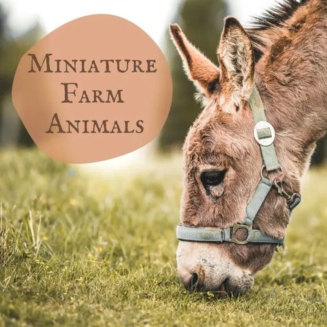 Miniature Farm Animals: A Guide to Miniature or Small Livestock - Dengarden Beneficial Farm Animals, Miniature Sheep Breeds, Small Farm Hacks, Mini Farm Ideas Animals, Homestead Animal Layout, Small Homestead Animals, Small Farm With Animals, Best Animals For Small Homestead, Mini Cow Breeds