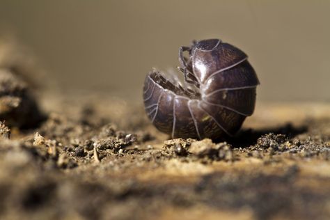 Pill bugs are more closely related to shrimp and lobsters than crickets or butterflies -- plus other little known facts about roly polies. Pill Bugs, Potato Bugs, Woodlice, Pill Bug, Compost Soil, Defense Mechanisms, Creepy Crawlies, Crustaceans, Organic Matter