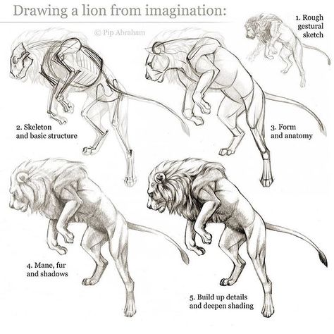 Art Reference & Tutorials on Instagram: “by @pip_abraham !” Drawing A Lion, Lion Anatomy, Feline Anatomy, Lion Sketch, Tutorial Drawing, Cat Anatomy, Lion Drawing, Anatomy Tutorial, Animal Anatomy