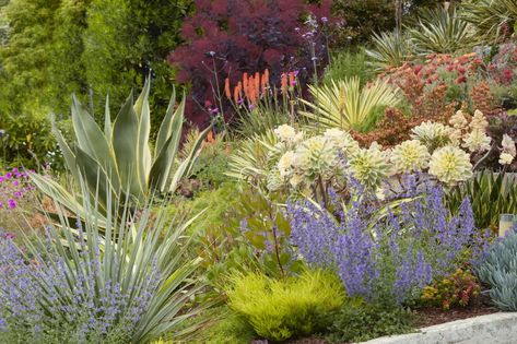 Island Garden, Edible Gardens, Drought Tolerant Garden, Australian Garden, Kangaroo Paw, Native Garden, Front Yard Garden, Edible Garden, Outdoor Landscaping