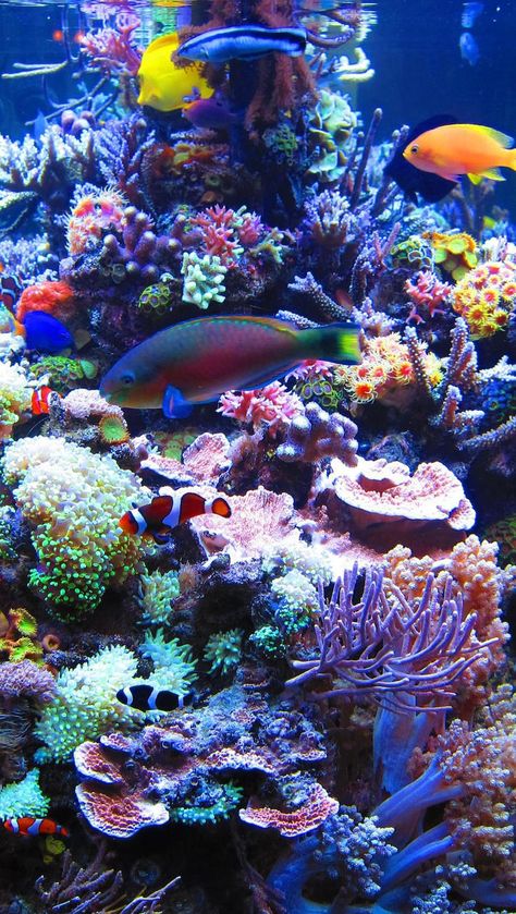 Coral Reef Photography, Ocean Life Photography, Fish Image, Iphone Image, Wow Photo, Ocean Underwater, Life Under The Sea, Fish Ocean, Underwater Animals