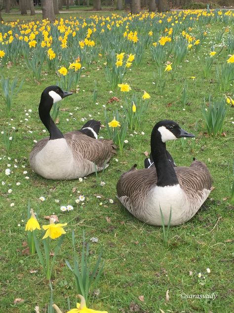 Geese Aesthetic, Goose Reference, Goose Pictures, Geese Photography, Geese Breeds, Anti Romantic, Ducks And Geese, Canadian Geese, Canada Geese