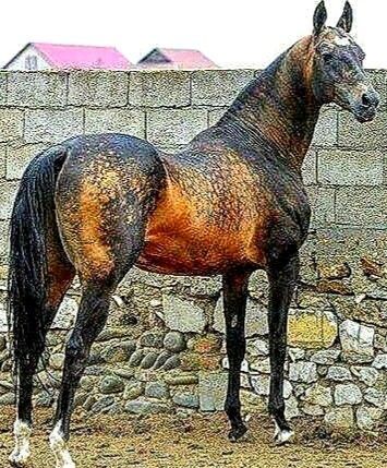 Unique Horse Coats, Cai Arabi, Ahal Teke, Unique Horses, Unusual Horse, Akhal Teke Horses, Rare Horses, Beautiful Horse Pictures, Wilde Westen