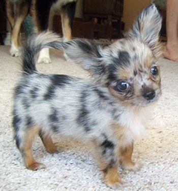 Long Haired Chihuahua Puppies, Psy Chihuahua, Chihuahua Puppies For Sale, Adorable Pictures, Long Haired Chihuahua, Teacup Chihuahua, Wheaten Terrier, Adorable Babies