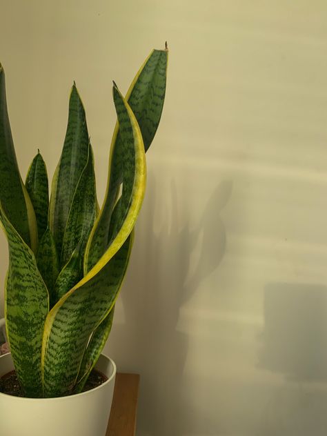 Snake plant photo in an afternoon lighting with a white wall as a background Snake Plant Aesthetic, Indoor Plant Aesthetic, Peyton Core, Plant Aesthetics, Artificial Cherry Blossom Tree, Flower Graphic Design, Hanging Plants Indoor, Diy Plant Hanger, Plant Aesthetic