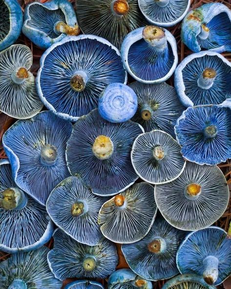 "Lactarius Indigo" Blue Mushrooms. Photo: Scott Stimpson. - 9GAG Blue Mushrooms, Mushroom Pictures, Soyut Sanat Tabloları, Mushroom Fungi, Wild Edibles, 자수 디자인, Mushroom Art, Wild Mushrooms, Natural Forms